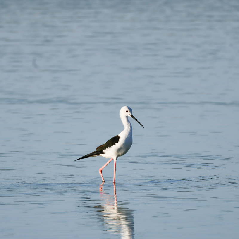 ciguenuela-comun-Himantopus-himantopus-Elche-Hondo-ilaydis-Alicante-